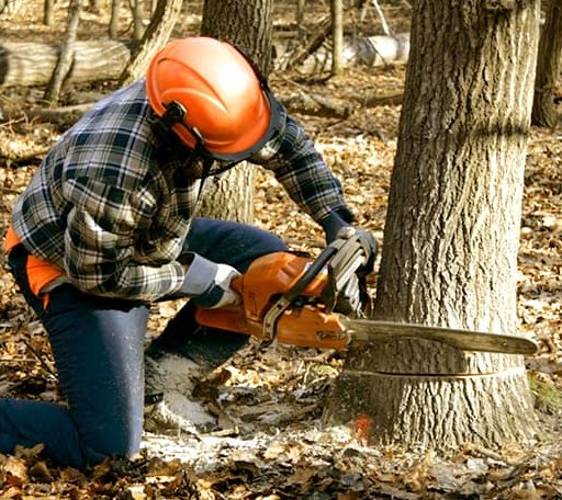 Tree Removal in Herington, KS